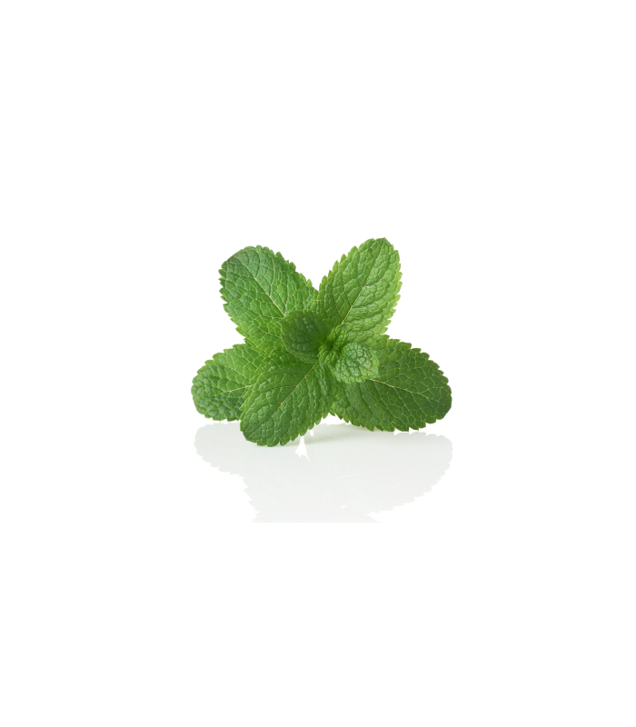Zelený čaj Puro - máta, Fairtrade, 25 x 2 g