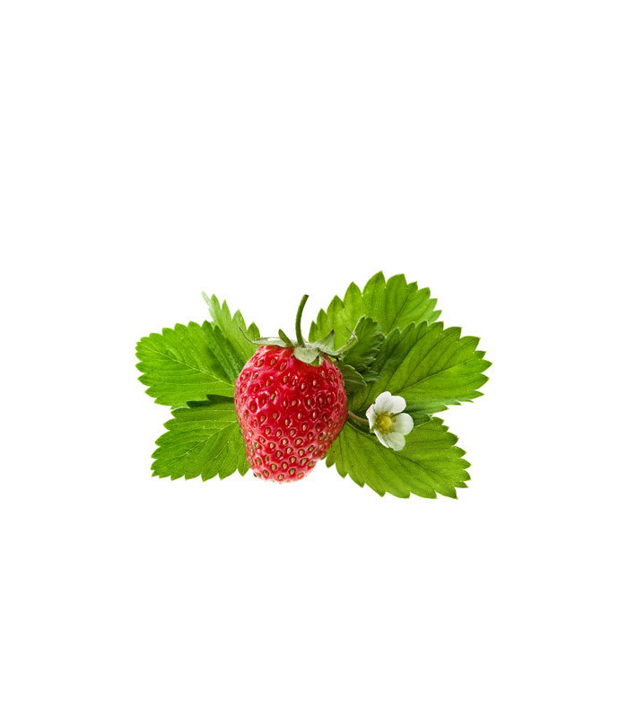 Černý čaj Puro - lesní ovoce, Fairtrade, 25 x 2 g