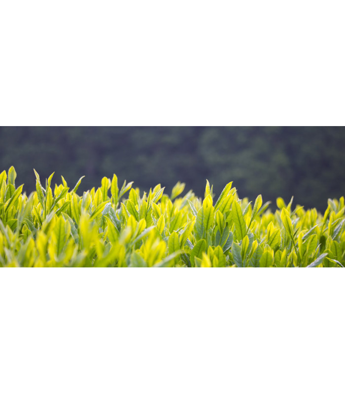 Zelený čaj Lipton Green Tea Sencha, 25 x 1,8 g