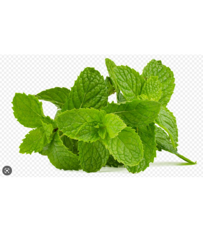 Bylinný čaj Lipton Exclusive - máta, 25 ks