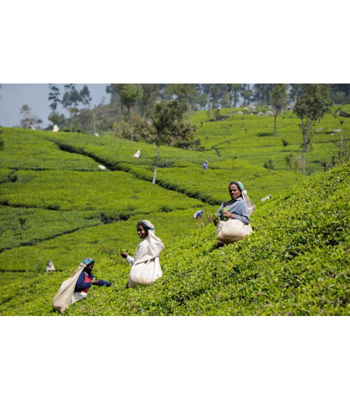 Černý čaj London Tea - Earl Grey, Fairtrade 20 x 2g