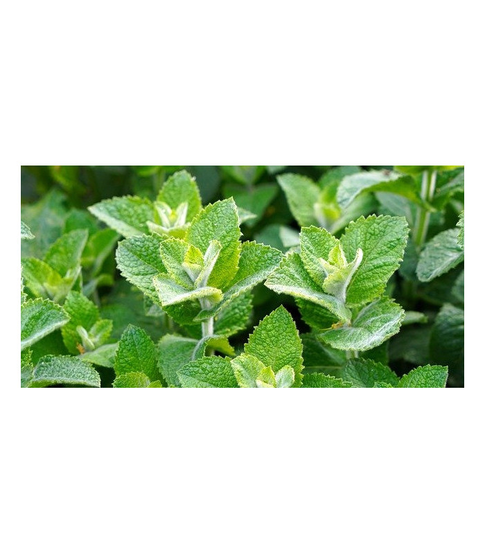 Bylinný čaj London Tea - máta, Fairtrade 20 sáčků x 1,5g