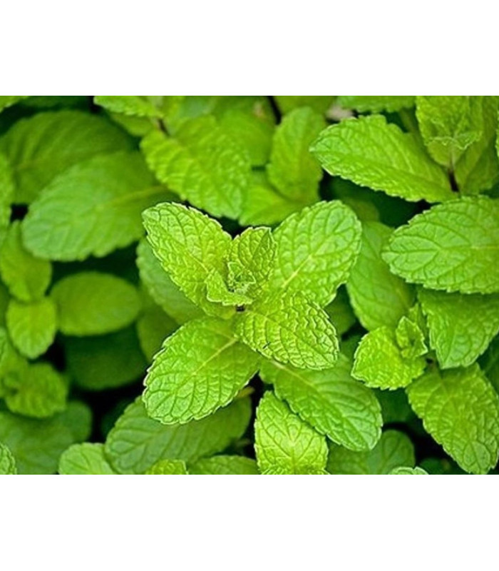 Bylinný čaj Hampstead - mátový, bio, 20 x 2 g